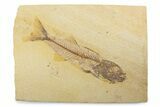 Uncommon Fish Fossil (Mioplosus) - Wyoming #373905-1
